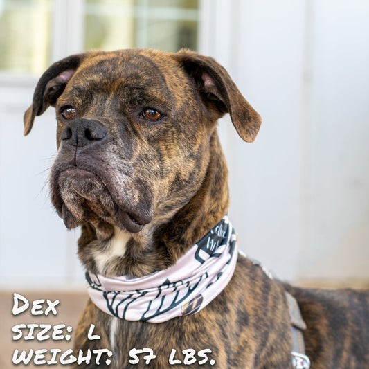 Caffeinated Canine Pup Scruff Pup Scruffs